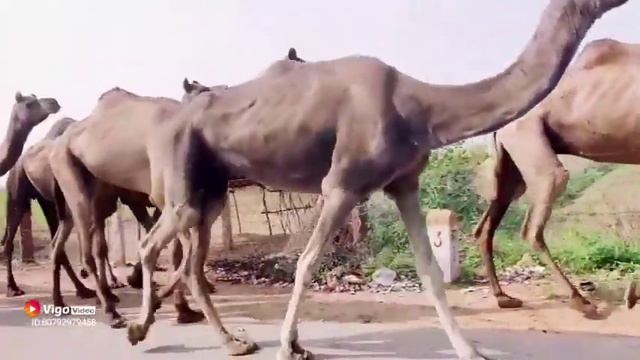 Desert king camel смотреть онлайн