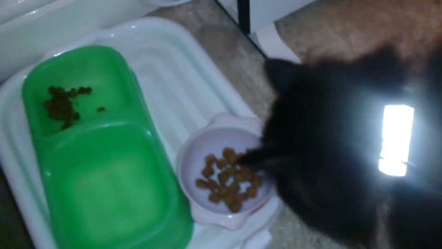 do fussy cats really like whiskas dentabites with chicken ragdoll cat taste test смотреть онлайн