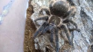 Brachypelma albopilosum - описание и как брать паука на руки!