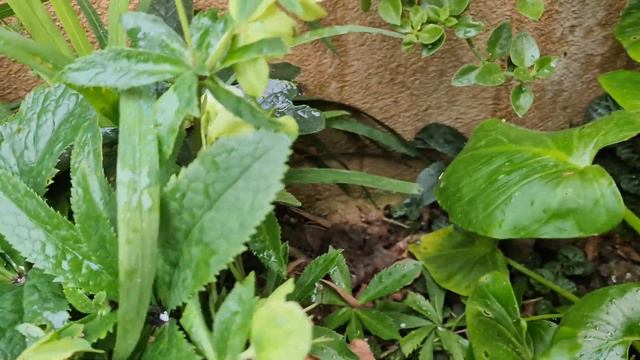 Bordo Bulamacı Zamanı, Çeşme Papatyası ve Ezan Çiçeği Üretimi, Bahçede Son Durum смотреть онлайн