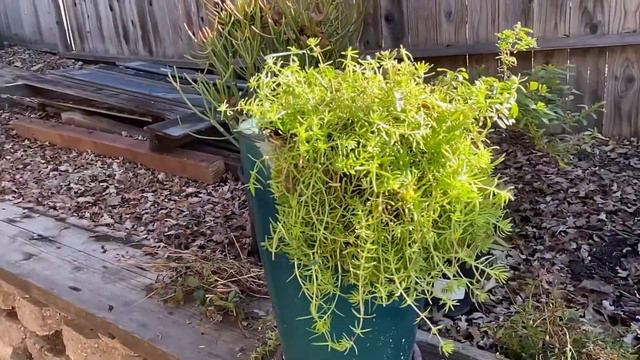 A Zone 9 Gardener’s Review of Proven Winners ‘Lemon Coral’ Sedum: it’s a winner! смотреть онлайн