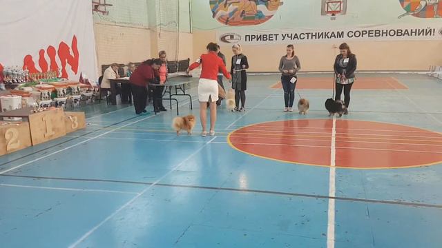 Моно выставка породы шпиц смотреть онлайн
