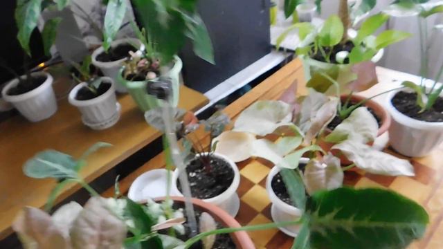 Мои красавцы сингониумы. смотреть онлайн