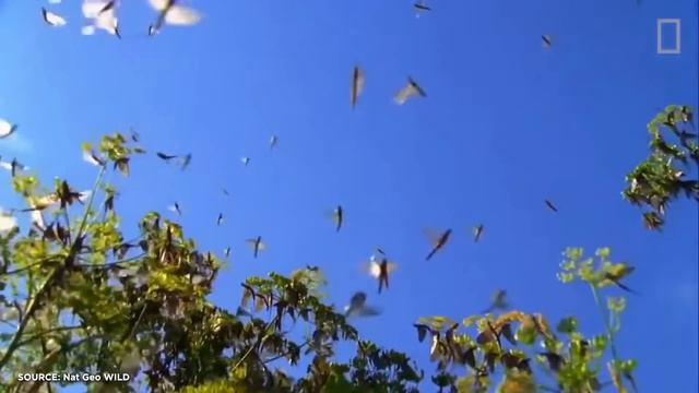 The Crazy Science Behind Insect Plagues | Answers With Joe смотреть онлайн