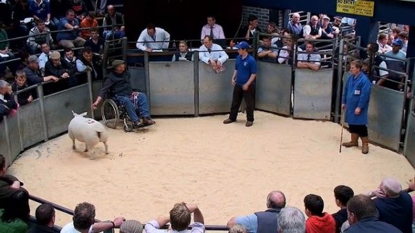 Beltex Sheep Society promotional video