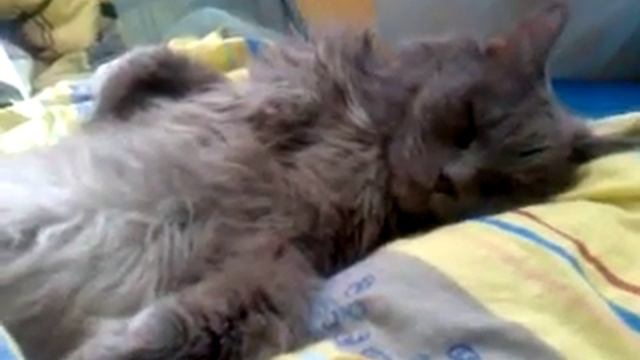 Пьющий кот смотреть онлайн