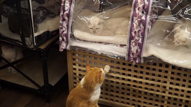 Азиатская табби – настоящая компаньонка смотреть онлайн