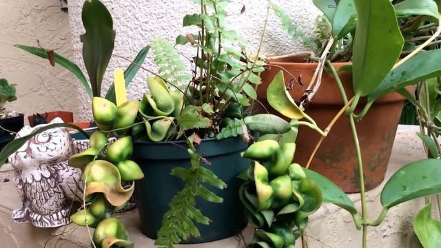 Hoya Carnosa Compacta (  Hindu Rope Hoya ) Krinkle Kurl