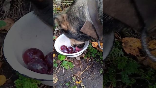 И собачка, Точка Ру , тоже на посту,,, смотреть онлайн