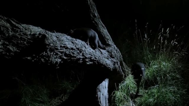 Demonio de Tasmania (Sarcophilus harrisii) | Datos curiosos de animales смотреть онлайн