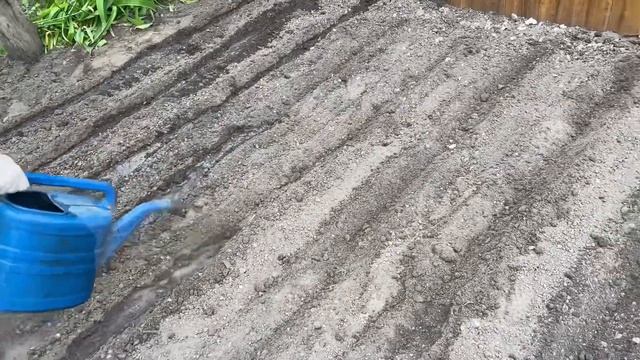 КАК САЖАТЬ ФАСОЛЬ выращивайте фасоль так