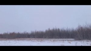 Загонная охота на Сибирскую Косулю,удачно 👍👍👍👍👍!!!