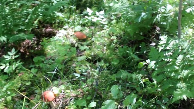 Как растёт красный подосиновик. Часть 2 смотреть онлайн