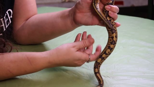 Ghost and Orange Ghost Ball or Royal Python, Whats the Difference with The Deadly Tarantula Girl смотреть онлайн