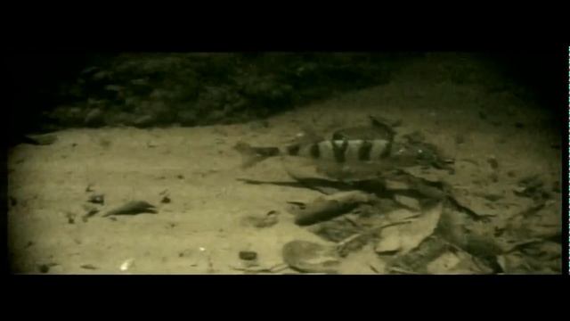 окунь смотреть онлайн