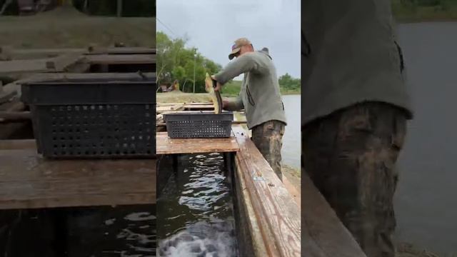 Платная рыбалка, пруд Чёрные камни 04.06.21. Запуск карпа и осётра. смотреть онлайн