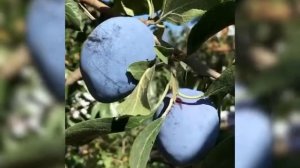 Слива "Гросса Де Фелисио"