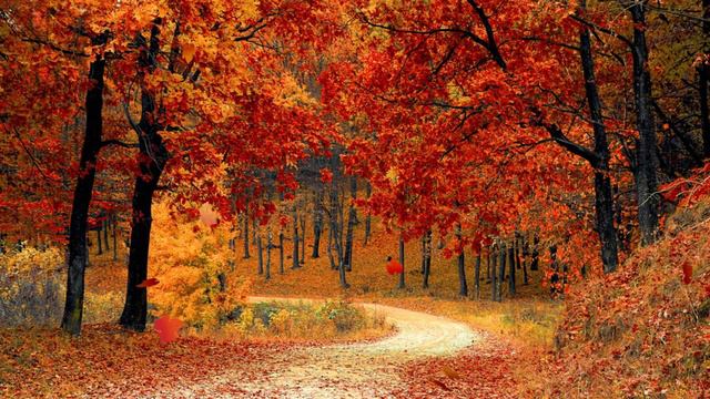 Relaxing Autumn Music | Мелодія для хорошого настрою під осінні / 가을 휴식/ Violin Melody смотреть онлайн