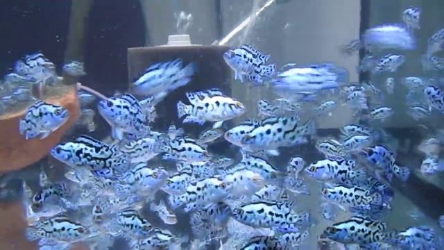 ELECTRIC neon BLUE JACK DEMPSEYS cichlids IN 75 GALLON смотреть онлайн
