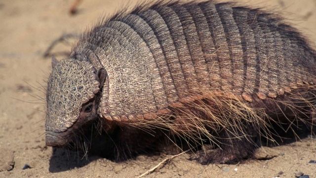 5 очень странных животных пустыни смотреть онлайн