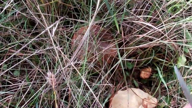 Когда в лесу грибов нет, идем на луг! смотреть онлайн