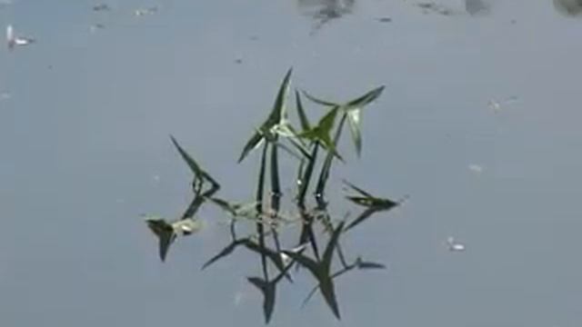 Комары несут лихорадку Западного Нила смотреть онлайн