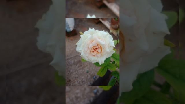 our home garden roses #Selvimaadithottam смотреть онлайн