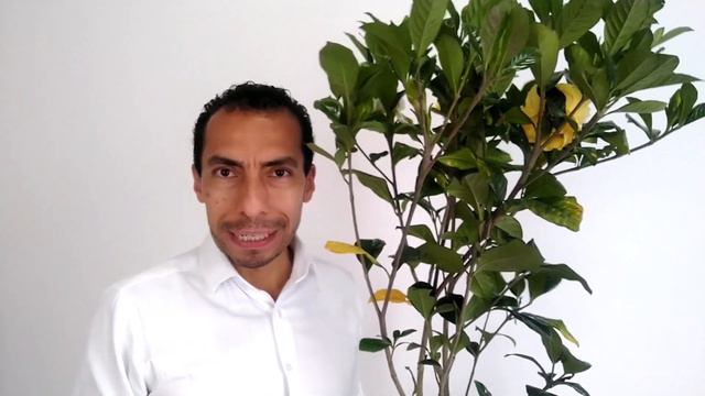 CÓMO CUIDAR LA GARDENIA смотреть онлайн