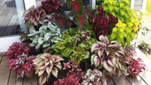 Бегония королевская — посадка и уход в домашних условиях