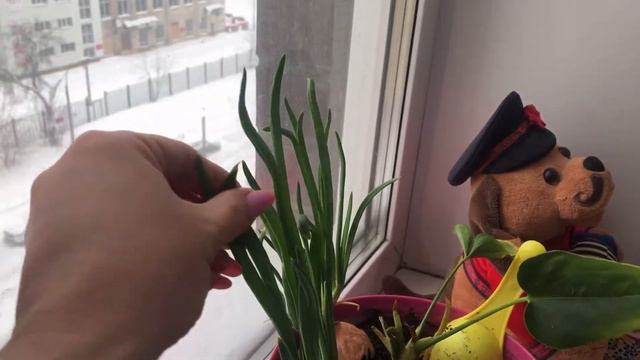 ВЫРАЩУ ЛИ Я ОГОРОД НА ОКНЕ?? ЗЕЛЁНЫЙ ЛУК смотреть онлайн
