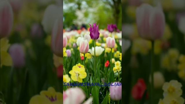 Гульсоват Наврузова - Юхьан. Муслах. Рутульский район, Дагестан. Цахурские песни 2020г. смотреть онлайн