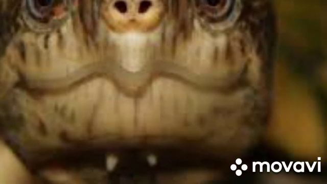 Приключения Лягушонка. Встреча с Каменной Черепахой. автор стихов Светлана Григорьева Голик смотреть онлайн