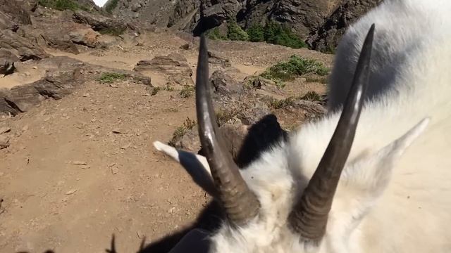 Mountain goat greets me up at the summit of Mt. Ellinor in Washington. смотреть онлайн