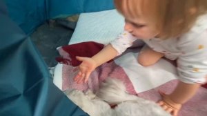 24 ЧАСА В ТРЁХКОМНАТНОЙ ПАЛАТКЕ С МАЛЫШОМ И КОТАМИ