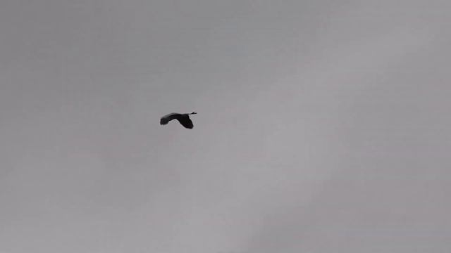 Цапля и ворона