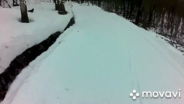 Закрытие зимнего сезона 2019-20 "Лыжня здоровья" смотреть онлайн