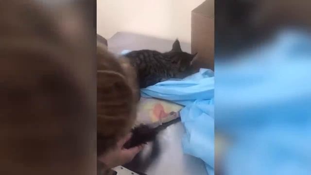 Animais que pediram ajuda e bondade às pessoas | Melhores Momentos de 2022! смотреть онлайн