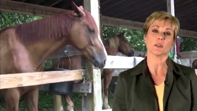 The Horse's Hindgut And Common Digestive Problems