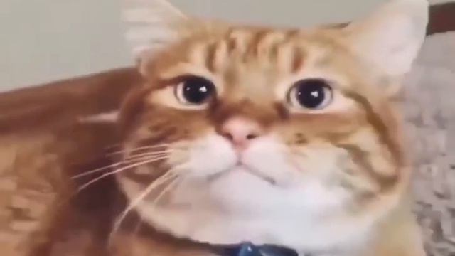 Cat surprised to hear its adopted смотреть онлайн