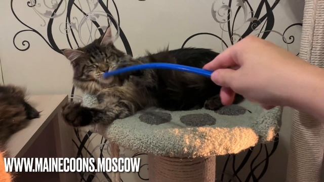 Чёрная мраморная кошка Мейн-кун 8 месяцев смотреть онлайн