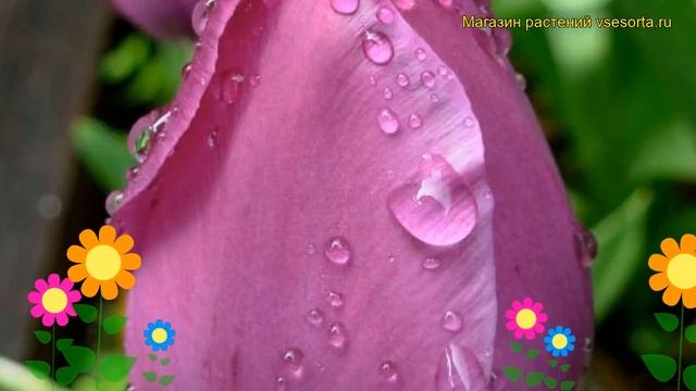 Тюльпан фостера Негрита. Краткий обзор, описание характеристик, где купить луковицы Negrita смотреть онлайн