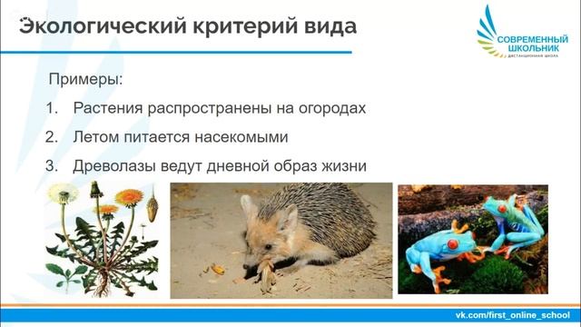 Вид и его критерии смотреть онлайн