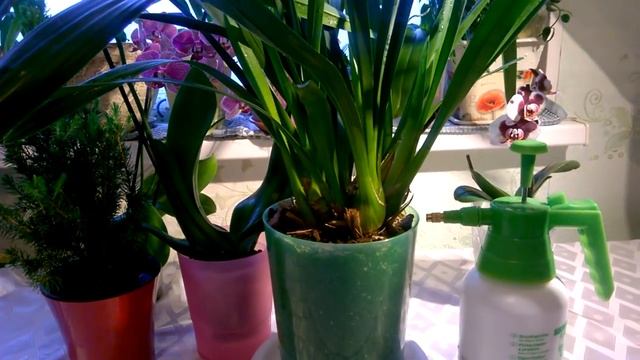 Цимбидиум❄_ Зимний полив❄