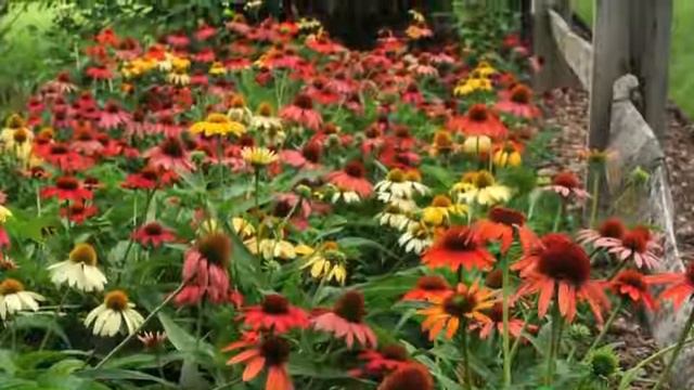 Echinacea смотреть онлайн