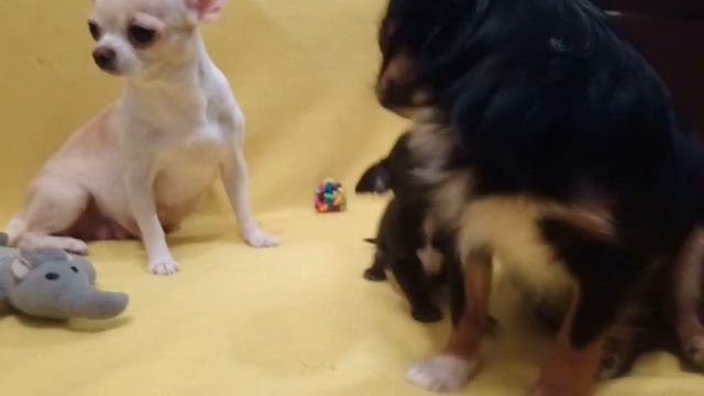 Funny dog Videos-Mirashow/ Черная девочка чихуахуа, 1.5 мес. смотреть онлайн