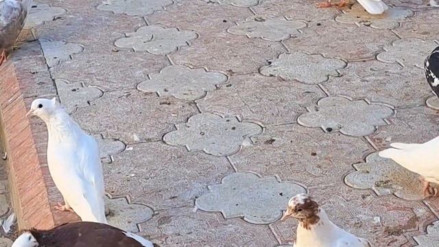 Голуби Хорезма. Хоразм каптарлари. смотреть онлайн