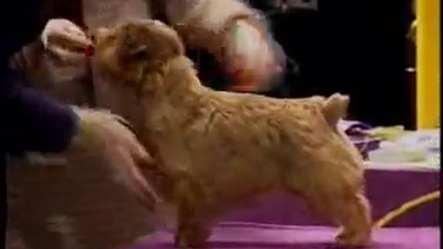 Norfolk Terrier at Westminster 2005 смотреть онлайн
