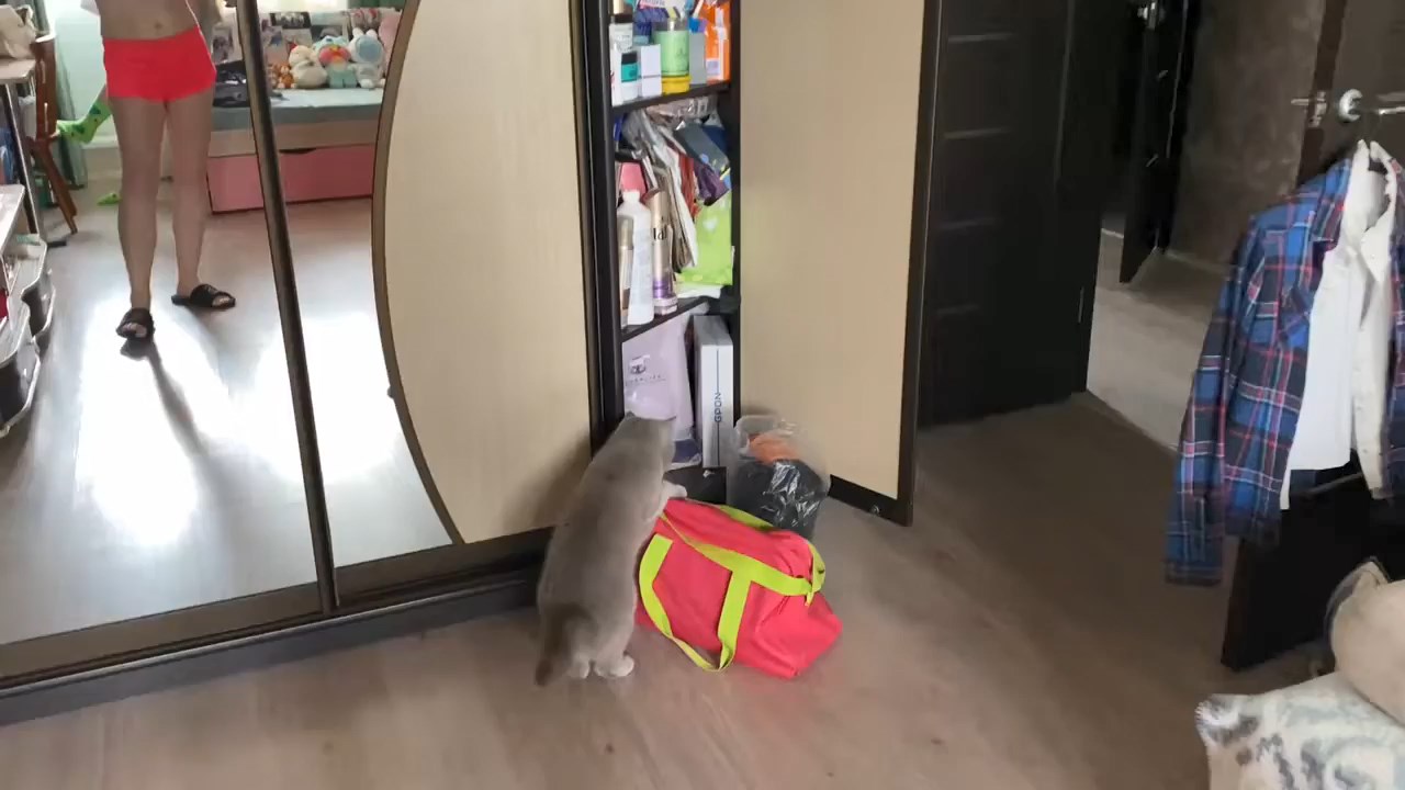 Моя Кошка очень любопытная. У вас тоже такая кошка?