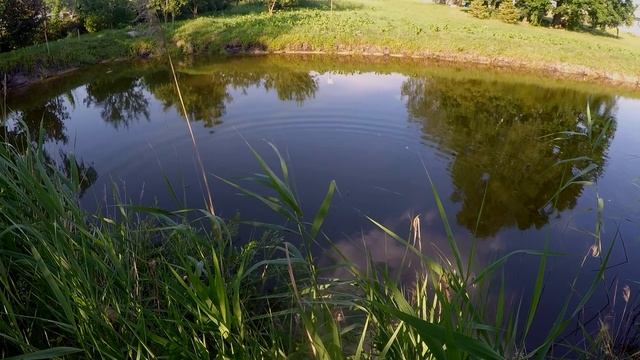Пруд на участке. Ловлю рыбу в своём пруду. Рыба в своём пруду. смотреть онлайн
