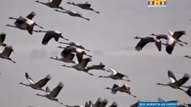 Песня реквием, песня молитва смотреть онлайн